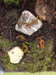 newts 1a